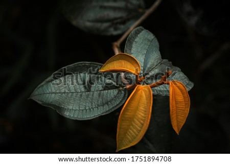 Contrasted exotic rusty leaves silhouette.