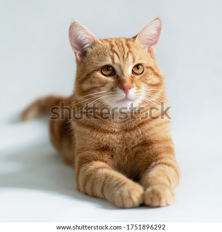 Orange cat. Portrait of tabby ginger cat over white background. Adorable pet posing at studio. Cute domestic animal. 