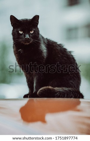 Black homeless cat sitting on roof of car and feeling like a king.