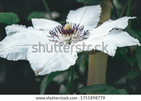white clematis flower on a green background close-up. white leaves and a purple middle. selective focus. home gardening. for postcards