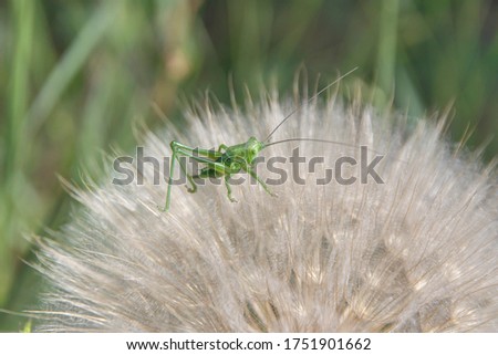 a very small grasshopper on a large dandelion  