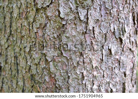 Close-up of a tree bark in the forest, background template