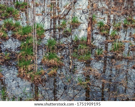 Summer landscape. swamp, marsh,quagmire, morass, backwater. An area of low-lying, uncultivated ground where water collects Royalty-Free Stock Photo #1751909195