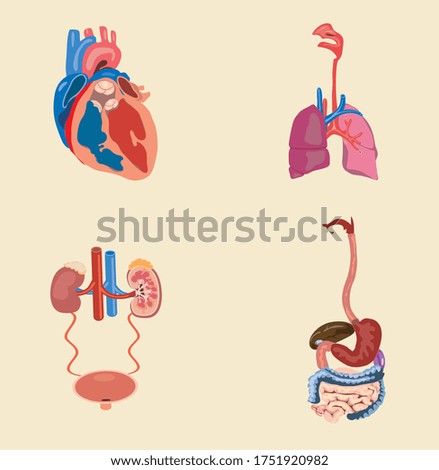 Human organ anatomy set - Vector