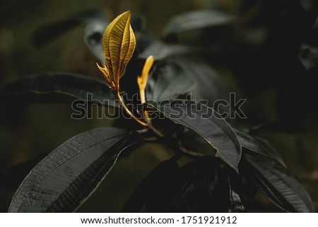 Reflective leaves of natural forest plant.