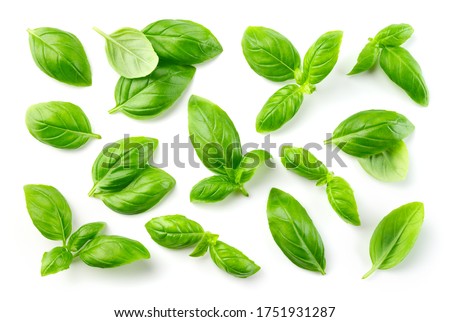 Basil isolated. Basil leaf on white. Basil leaves top view set. Royalty-Free Stock Photo #1751931287