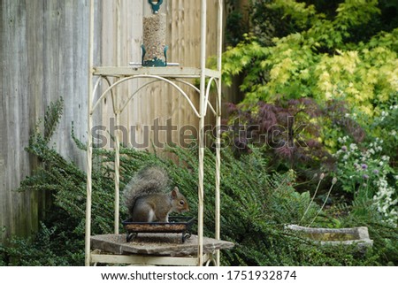Grey squirrel standing on the bird feeding station