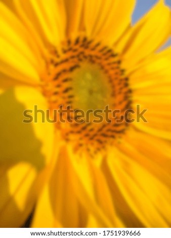 Blurry background image of sunflower