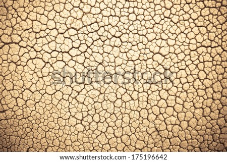 leather texture / skin texture