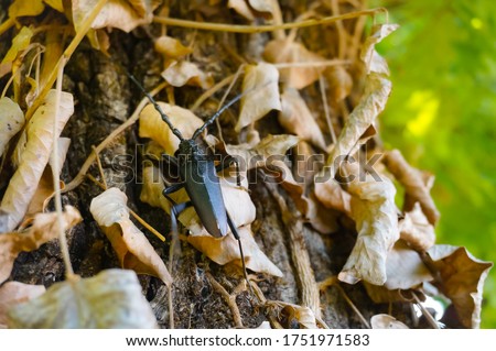 A Cerambix cerdo or great capricorn beetle climbing among dead leaves on a tree trunk in France ; this big insect of the Coleoptera family, whose species is protected, lives in European oaks