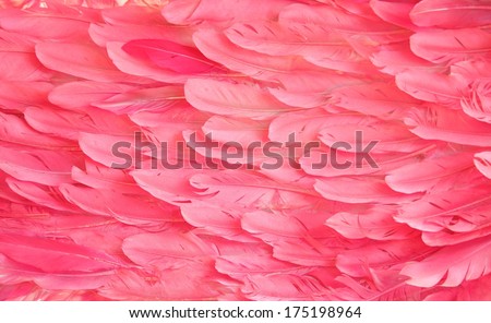 Pink Flamingo Feathers Royalty-Free Stock Photo #175198964