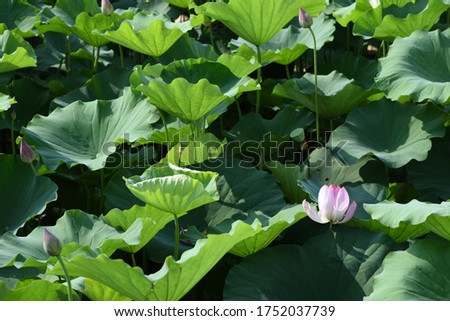 Lotus flower booming in a pond in summer in Taiwan