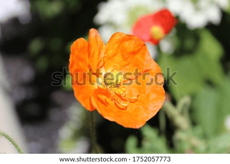 Close up of single orange poppy flower blossom