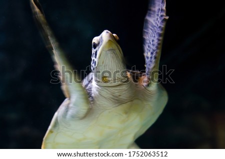 A underwater Sea turtle in aquarium.