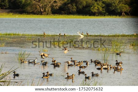 lake view with ducks at evening