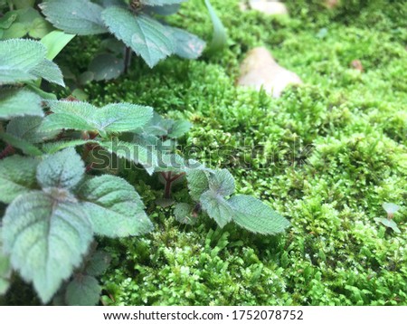 Photo of fern in the park and blurred backgroung. Beautiful picture.