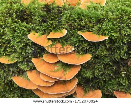 Photo of mushroom in the park and blurred backgroung. Beautiful picture.