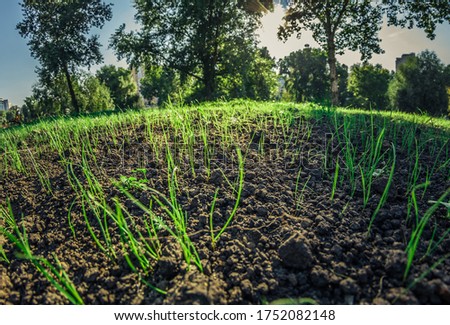 New sprouted grass in fertile soil, mineral peat. Wide angle close up