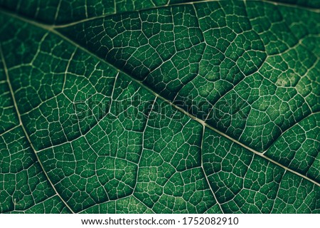 Closeup leaf texture. Green tropical plant close-up. Abstract natural floral background Selective focus, macro. Flowing lines of leaves Royalty-Free Stock Photo #1752082910