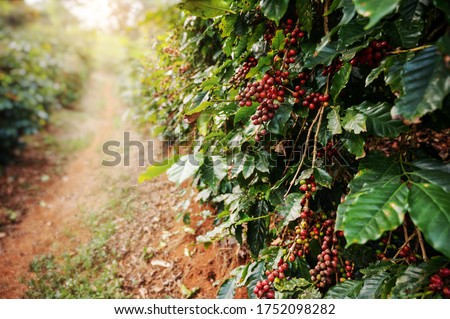 Coffee tree with fresh arabica coffee bean in coffee plantation on the mountain at Ban Pang Khon the northern of Chiang Rai, Thailand. Royalty-Free Stock Photo #1752098282