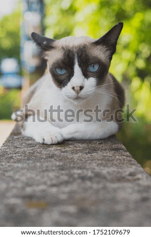 Beautiful siamese cat with green background