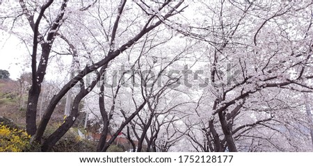 Hadong 10-Ri(4km) Cherry Blossoms Road in South Korea