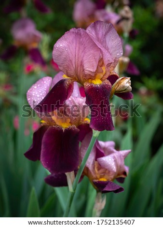 Purple Pink Iris Flower Close-up on Blurred Background. Iris Germanica. Innocent Star Flower Heads