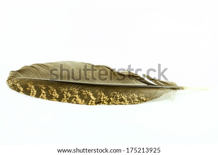 feather isolated on white background. Space for your text