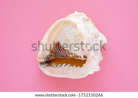 Sea shell white color isolated on pink background top view, Summer vacation and spa concept.