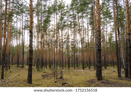 pine forest on a Sunny evening, beautiful view in a coniferous forest, pine forest landscape, selective focus, tinted image