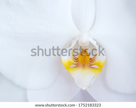 Close-up shot of a white orchid with yellow pollen.