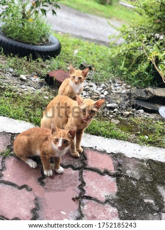 Three Adorable Cats captured in Park