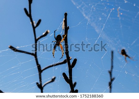 spider and its web against the blue sky on dry branches.