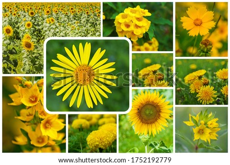 Photo collage Garden yellow flowers of different species.