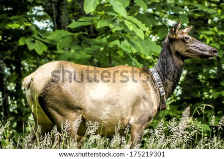 An elk is eating the tall grass by the forest. Animal tagged for reference by the National Park.