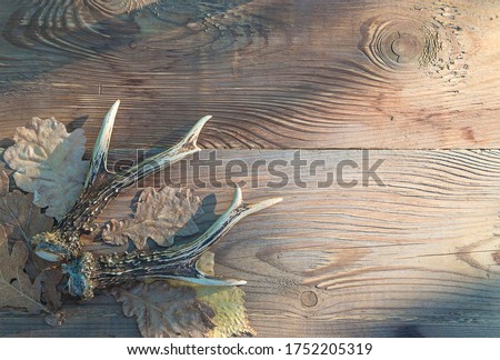 Autumn season hunting concept. Deer antlers and dry oak leaves on rustic wooden background. Space for text, flat lay