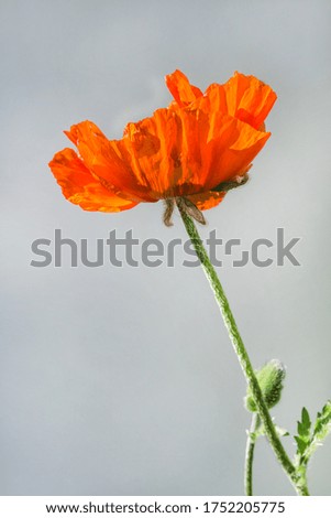  Beatufiul red poppy on gray background. Vertical picture