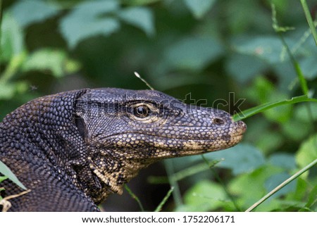 Iguana looking for food in the forest