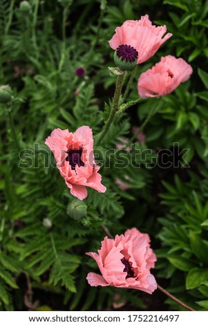 Pink poppy flowers in the field