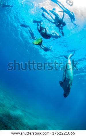 Cute and amazing dugong. A group of divers in flippers and mask looking on quite rare ocean animal who swimming seagrass underwater. The huge sea cow. Dugong. Underwater fauna and flora. Remora.