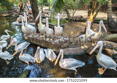 Pelicans  in Bangkok in a summer day
