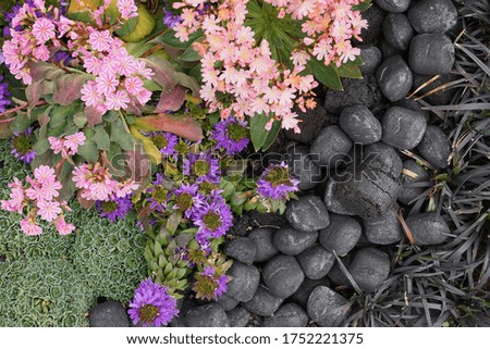 High Angle View Of Colorful Flowers And Plants With Coal