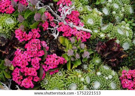 High Angle View Of Colorful Flowers And Plants