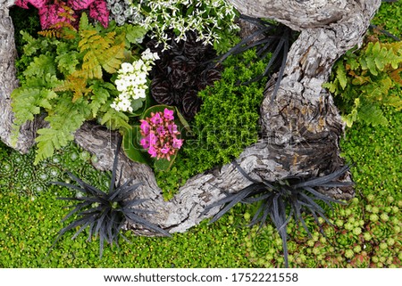 High Angle View Of Colorful Flowers And Plants With A Tree Trunk