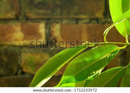 Beautiful picture of sunlight on the green tree leaf and blur wall background.