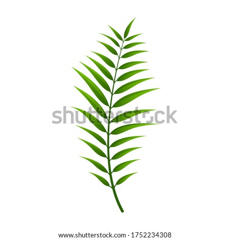 Tropical leaves with green and isolated on white background. Nature clip art. Green leaves element for design, Eps 10 vector editable