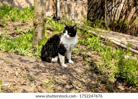 
Black-white cat in the garden among the trees