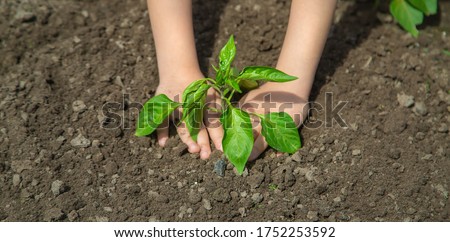 A child with seedlings in his hands in the garden. Selective focus. people.