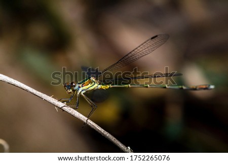 macro photo of a damselfly/dragonfly photo was taken in a nature reserve in northern Israel