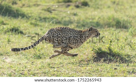One adult cheetah full body side view running at speed on a sunny day with green background in Masai Mara Kenya